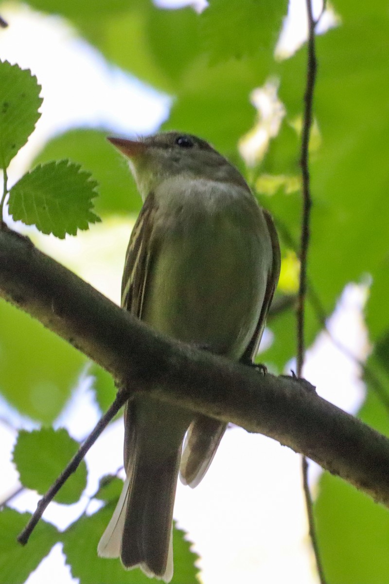 Acadian Flycatcher - Laura Brown