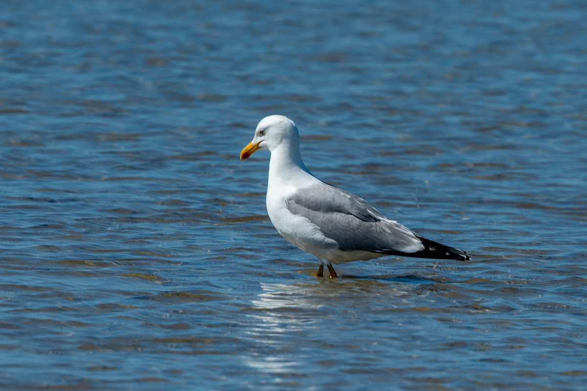 Yellow-legged Gull - lucien ABAH