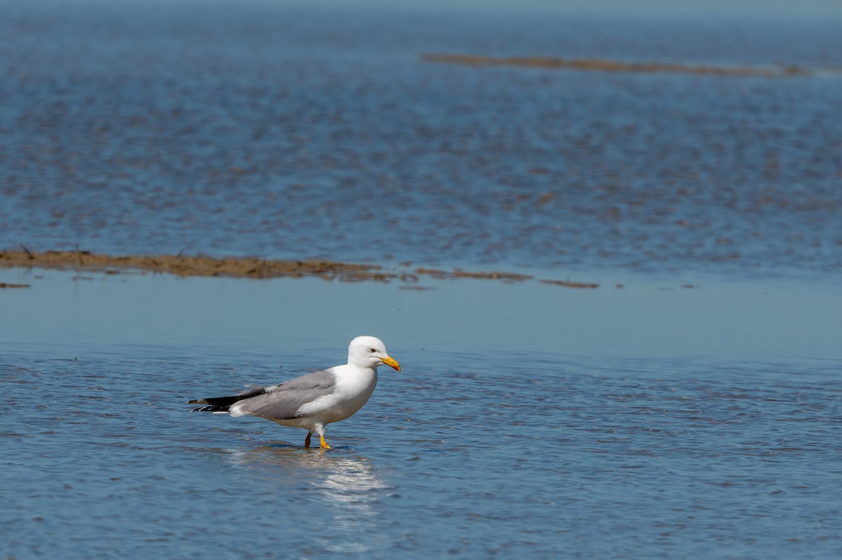 Yellow-legged Gull - lucien ABAH