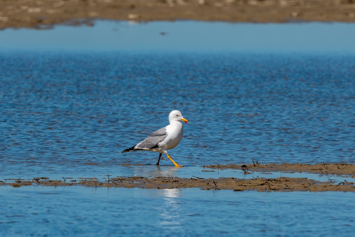 Yellow-legged Gull - lucien ABAH