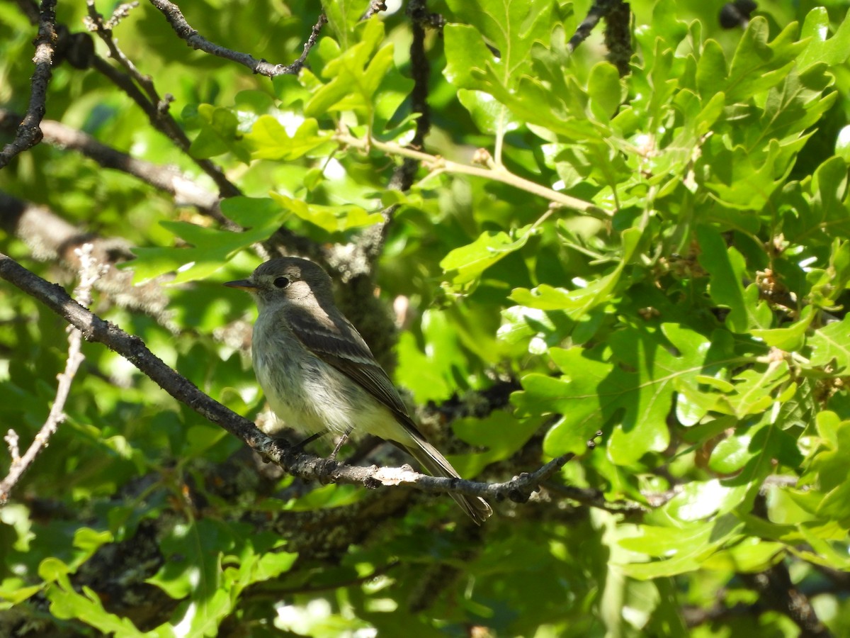 Gray Flycatcher - Diane Bricmont