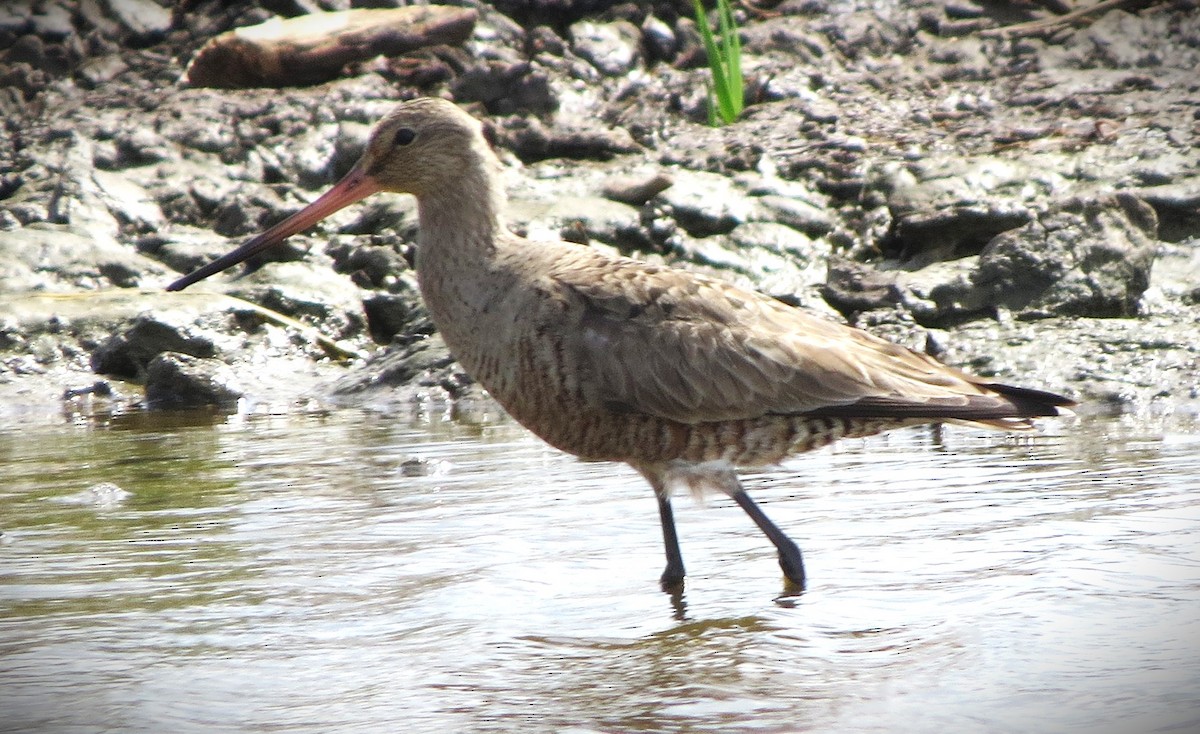 Hudsonian Godwit - Brian Johnston