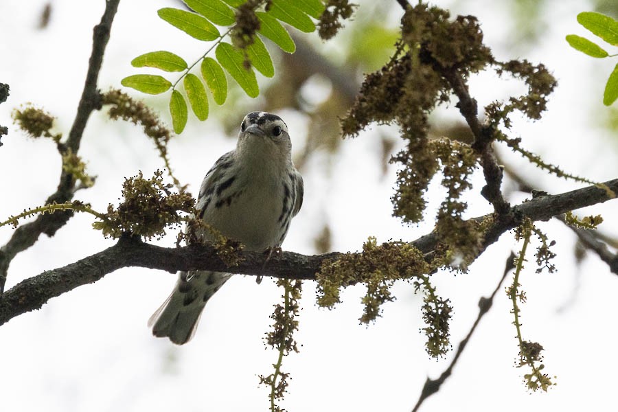 Black-and-white Warbler - Sandra Rosenhouse