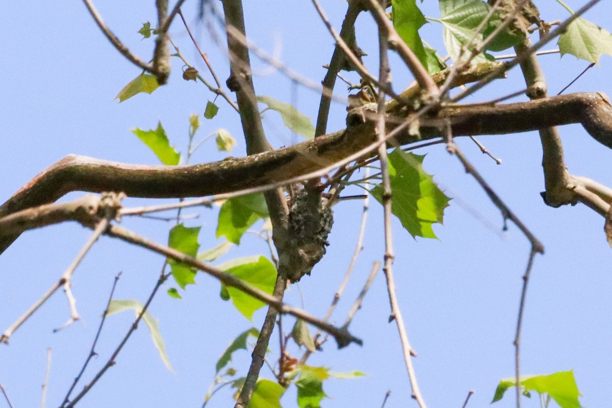 Blue-gray Gnatcatcher - Laura Brown