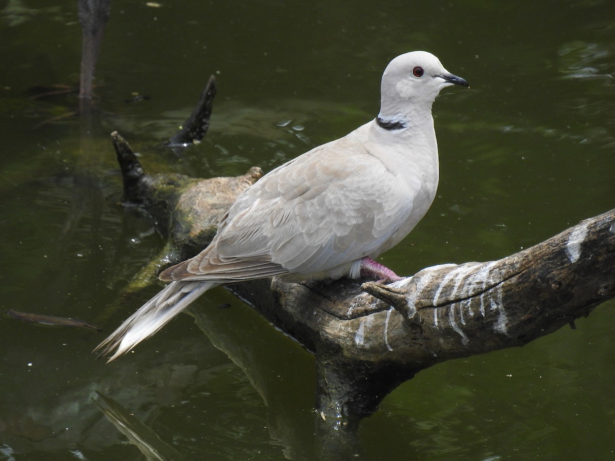 Eurasian Collared-Dove - Coral Avilés Santiago