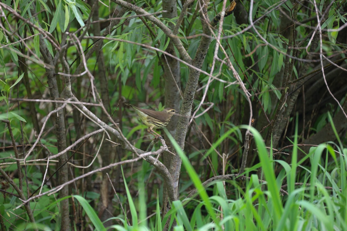 Northern Waterthrush - Anonymous