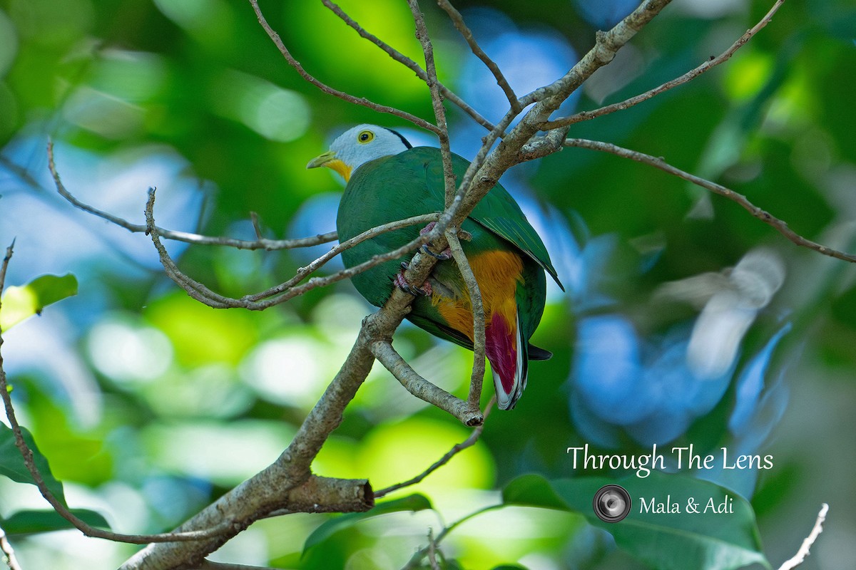 Black-naped Fruit-Dove - ML619403641