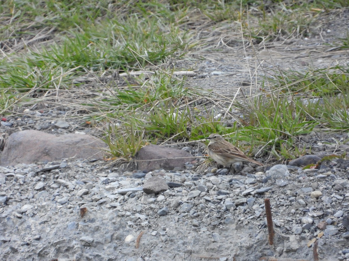 Water Pipit (Caucasian) - ML619403642