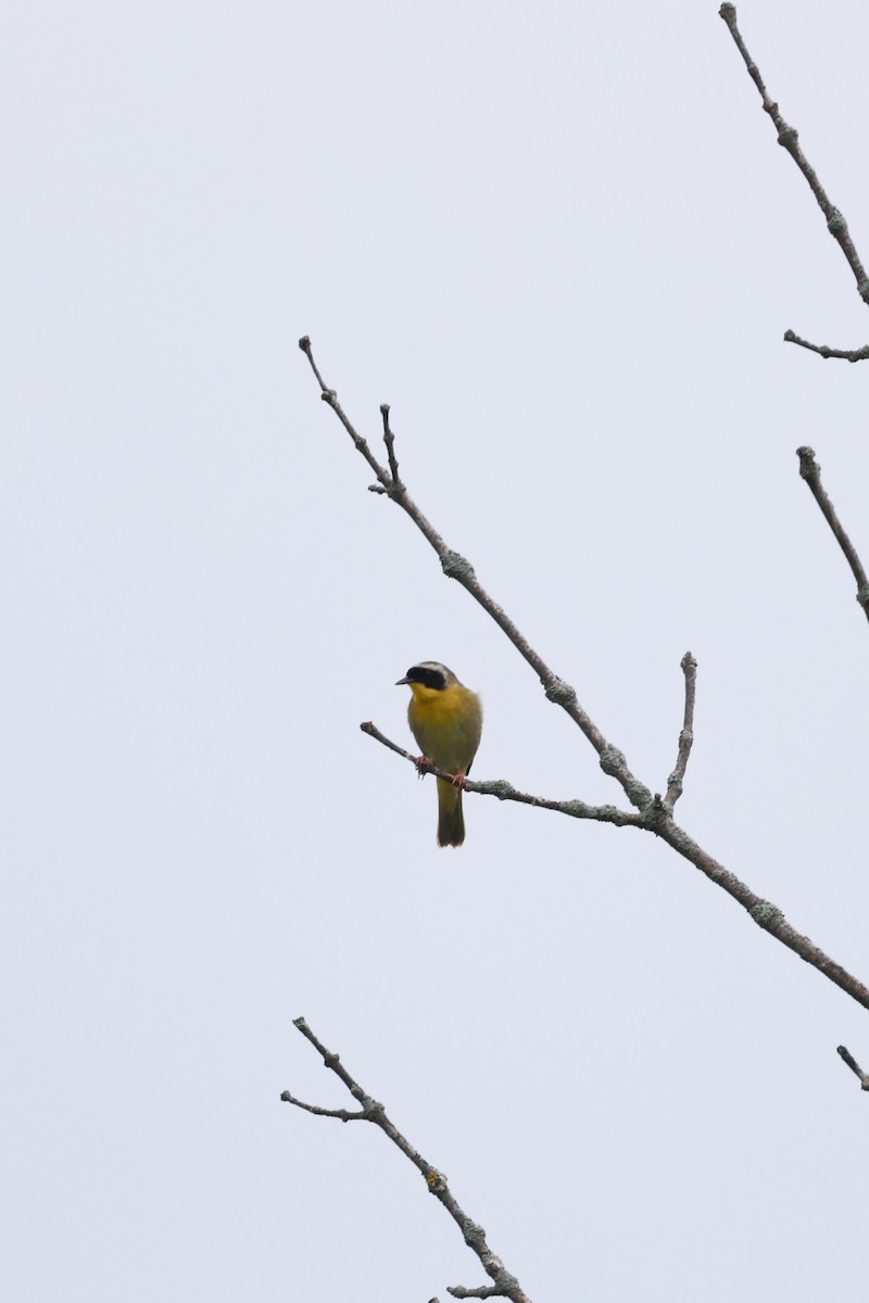 Common Yellowthroat - Anonymous