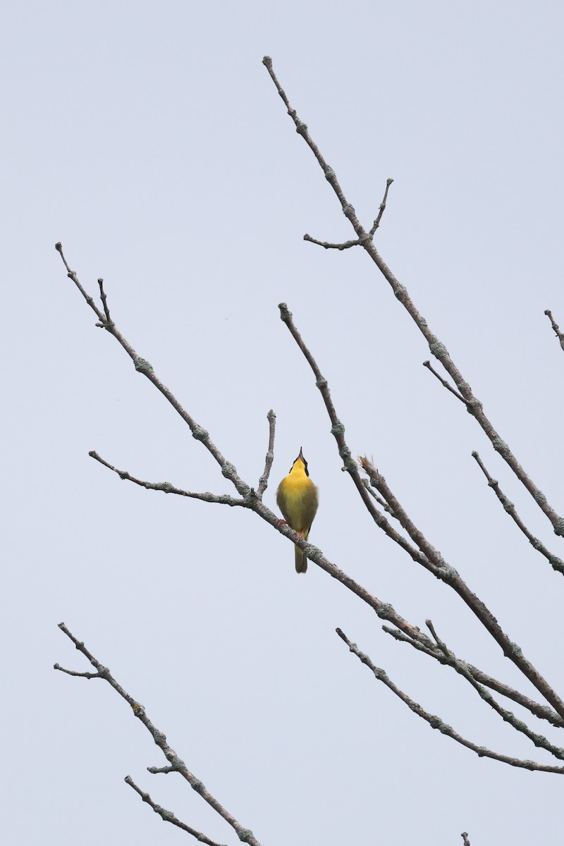 Common Yellowthroat - Anonymous