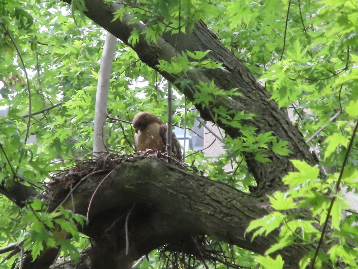 Red-shouldered Hawk - Michel Boyer