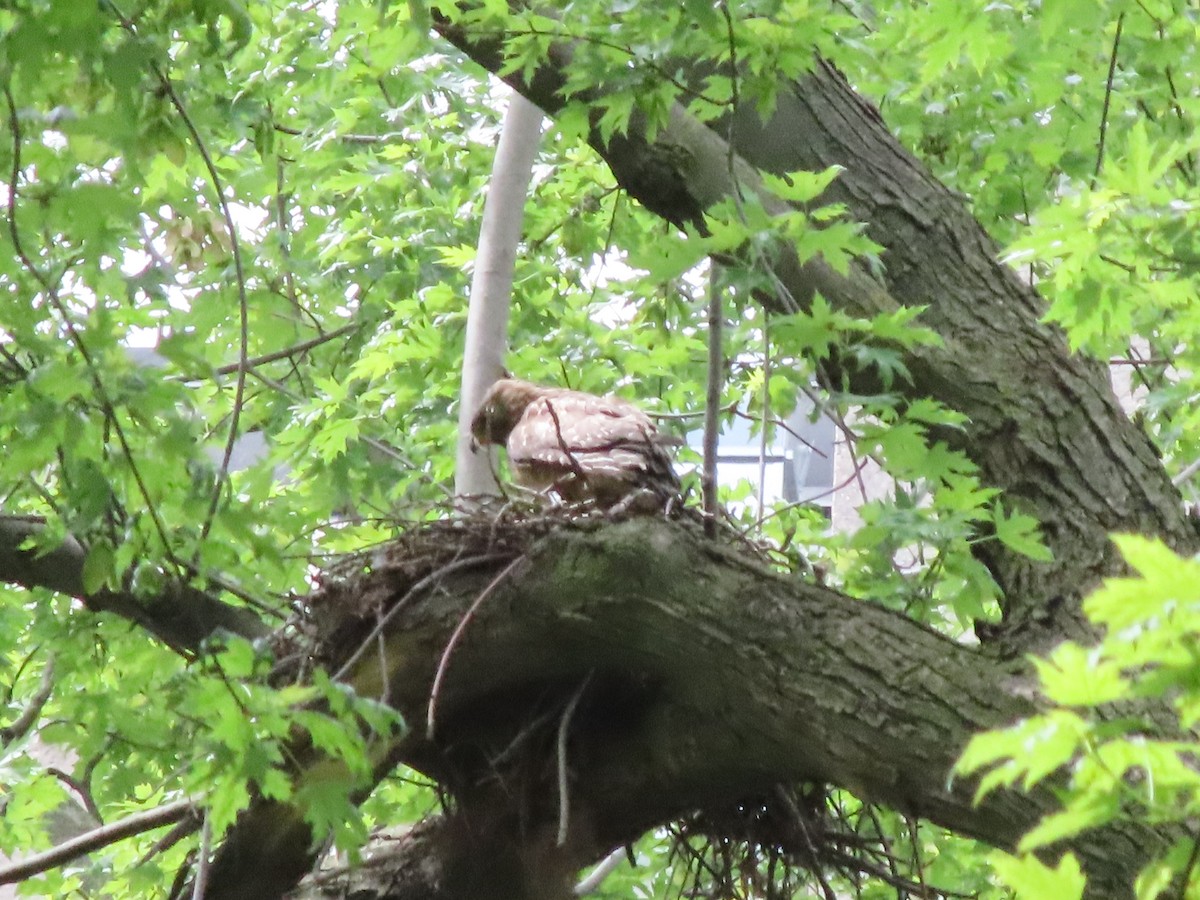 Red-shouldered Hawk - Michel Boyer