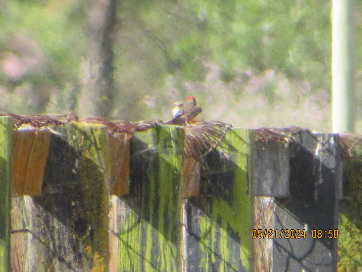 Vermilion Flycatcher - crdf bird