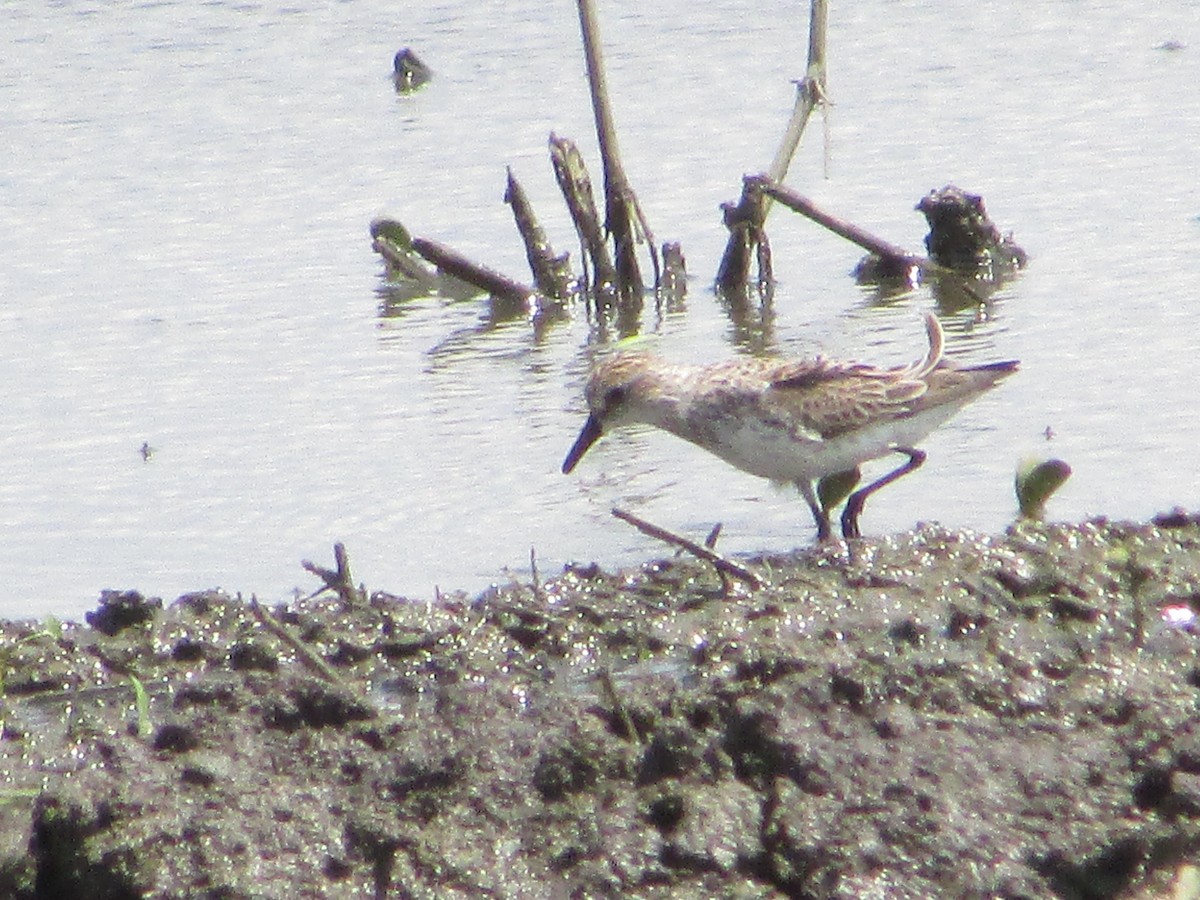 Semipalmated Sandpiper - Mark Rhodes