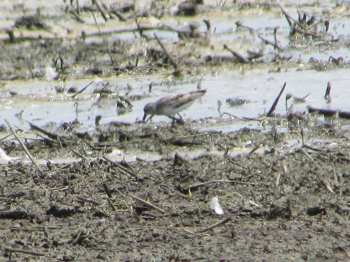 Semipalmated Sandpiper - Mark Rhodes