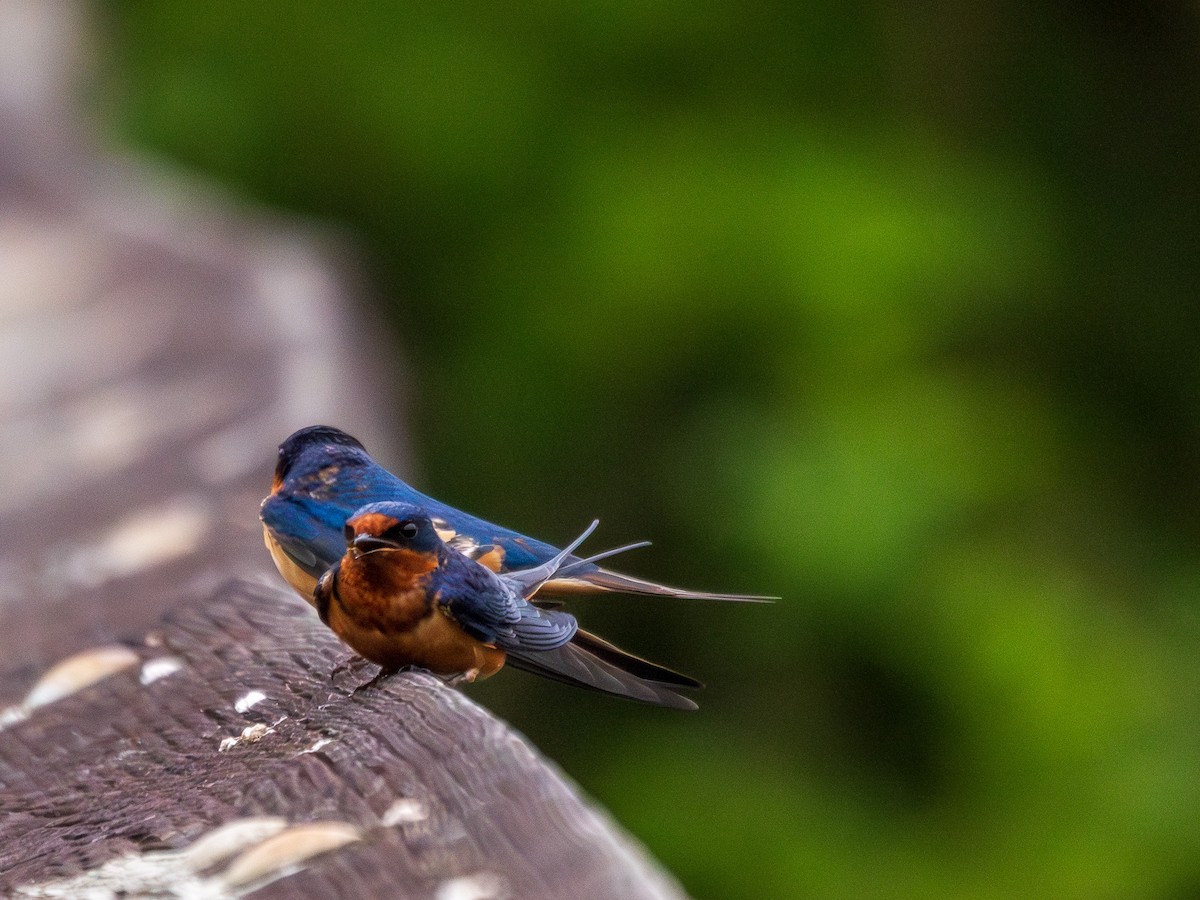 Barn Swallow - Rick Hurst