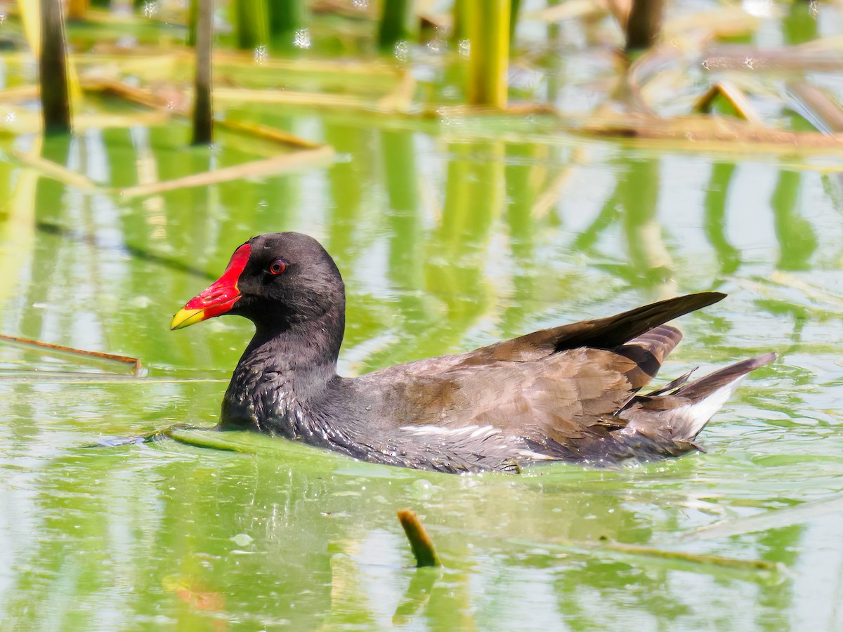 Eurasian Moorhen - Manuel Fernandez-Bermejo