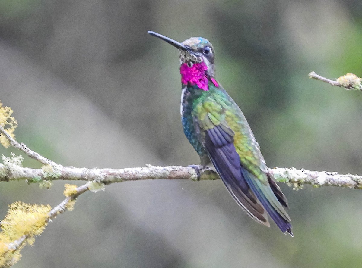 Stripe-breasted Starthroat - José Silvestre Vieira