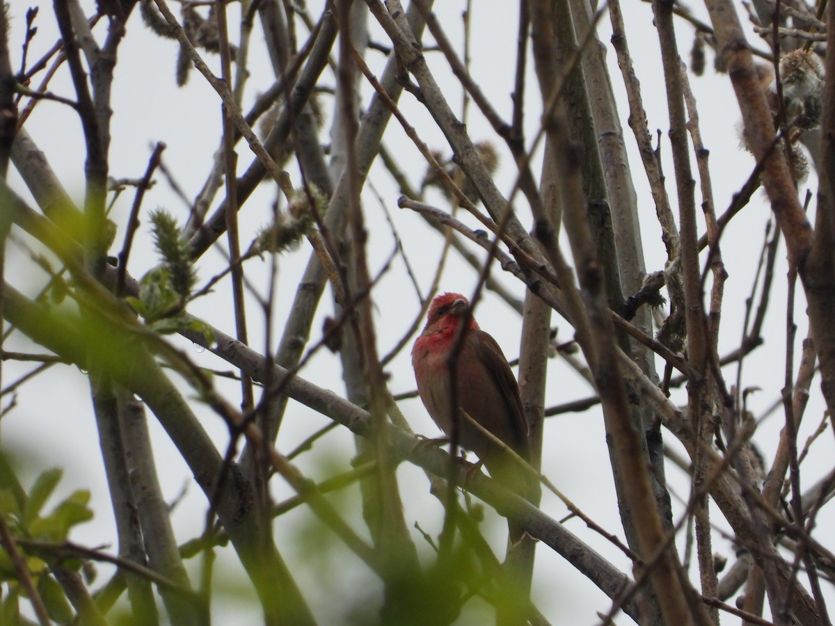 Common Rosefinch - Josip Turkalj