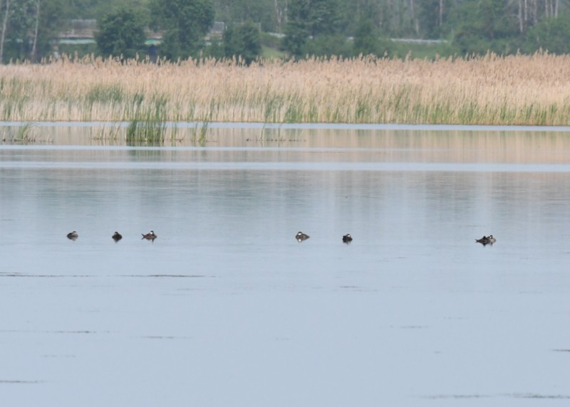 Ruddy Duck - ML619403697