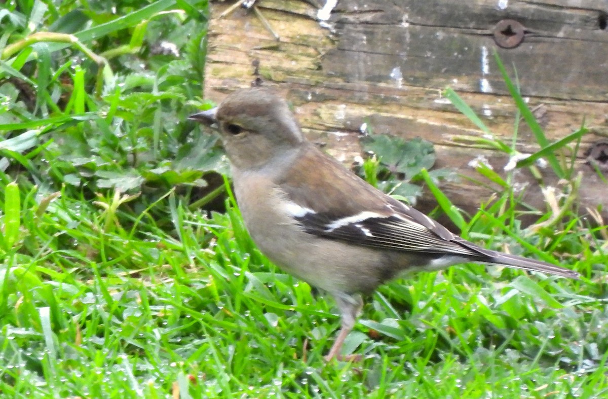 Common Chaffinch - Vince Patton