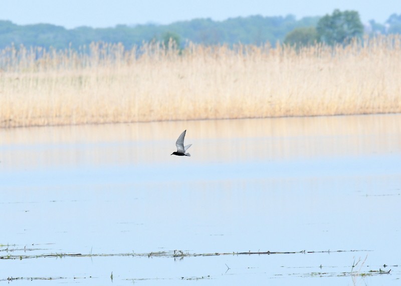 Black Tern - Doug Daniels