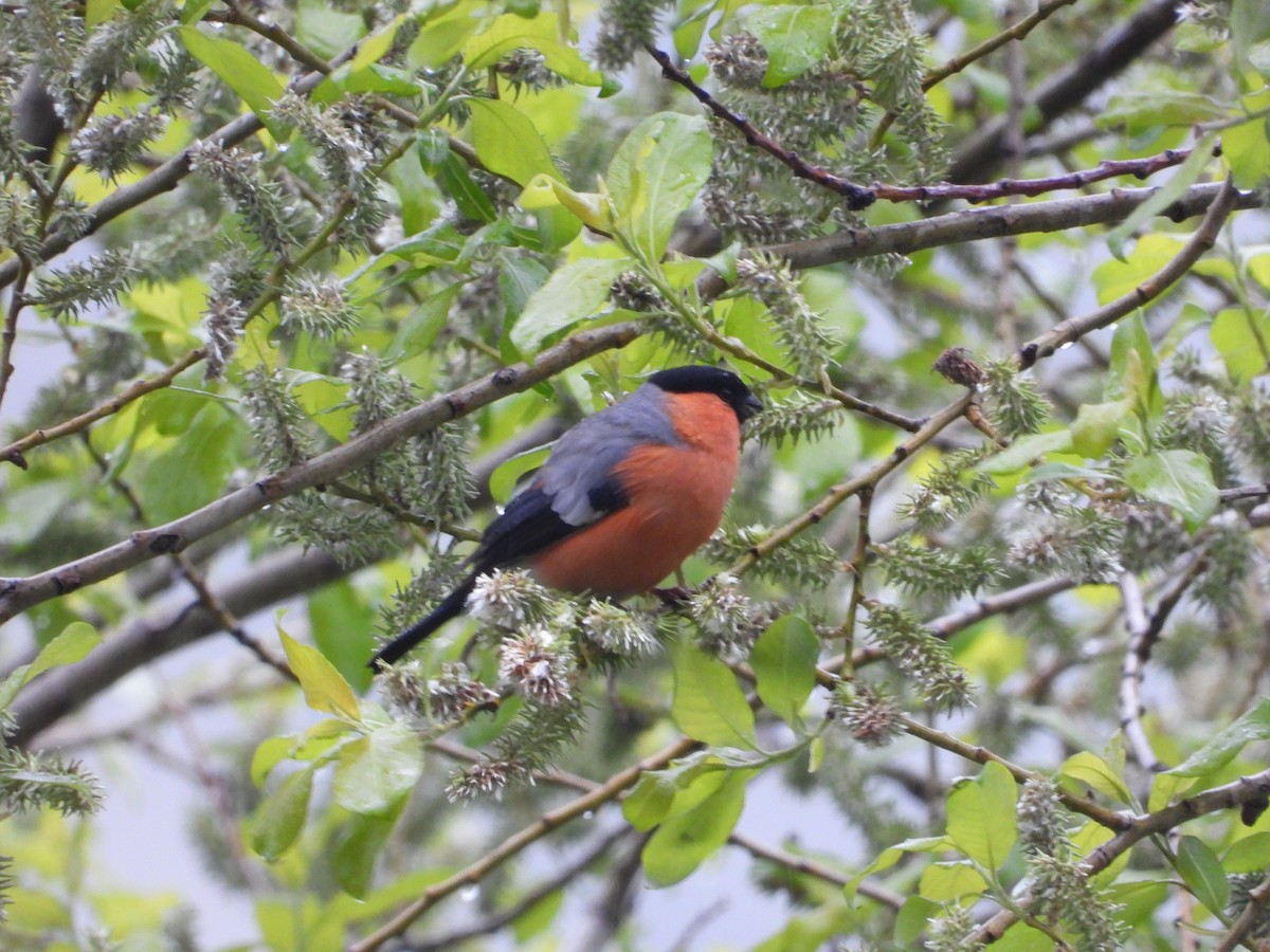 Eurasian Bullfinch - Josip Turkalj