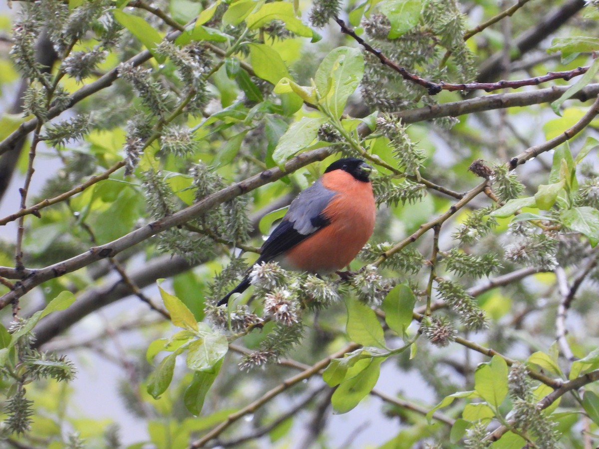 Eurasian Bullfinch - Josip Turkalj