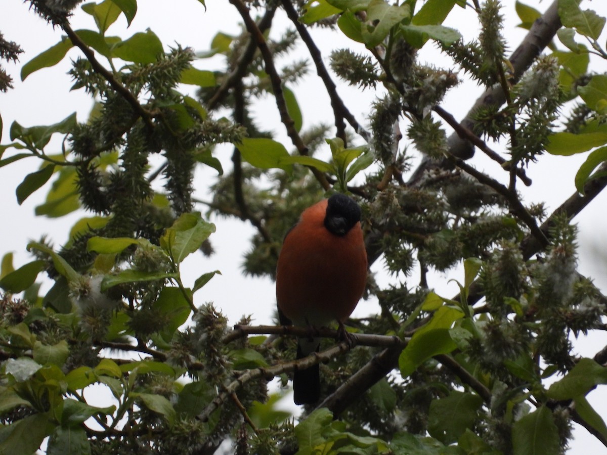 Eurasian Bullfinch - Josip Turkalj