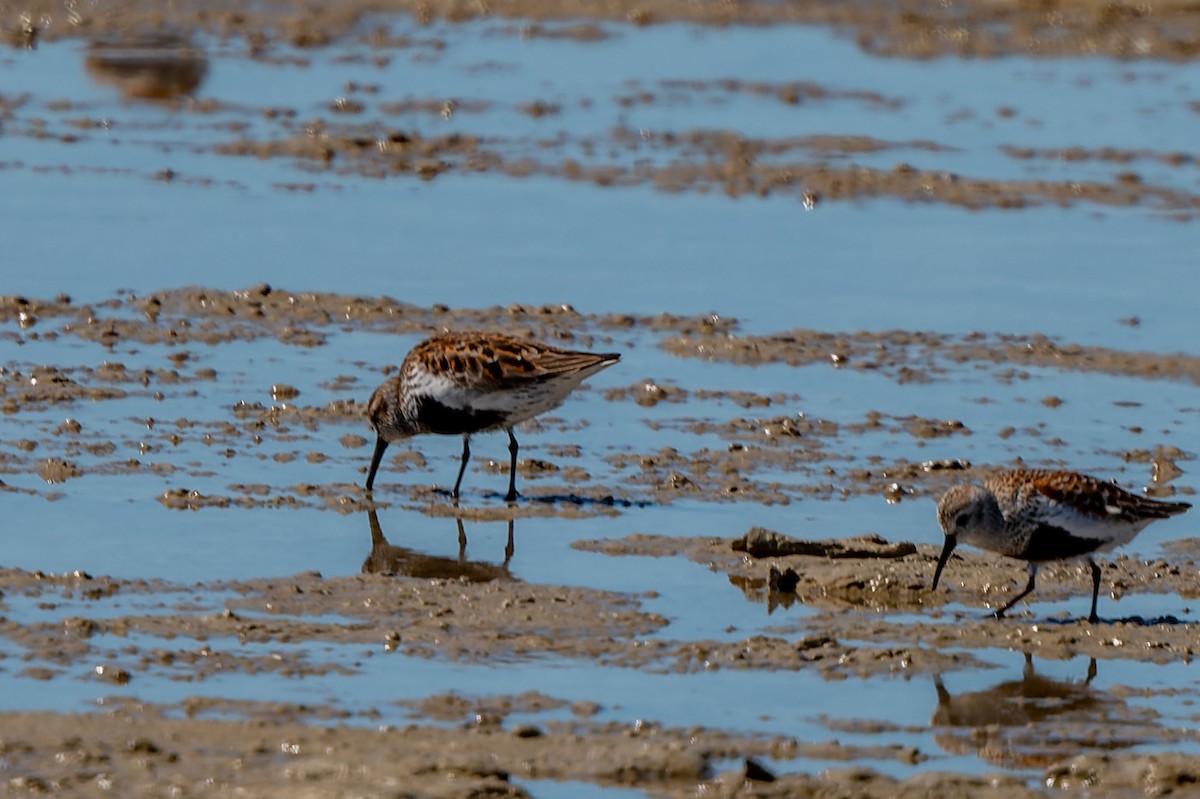 Sanderling - lucien ABAH