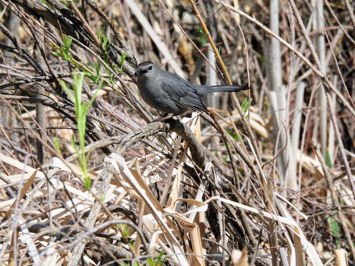Gray Catbird - patricia kuzma sell