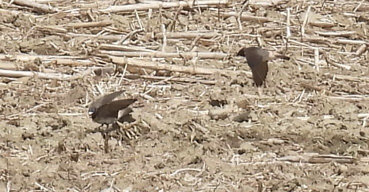 Cliff Swallow - ML619403745