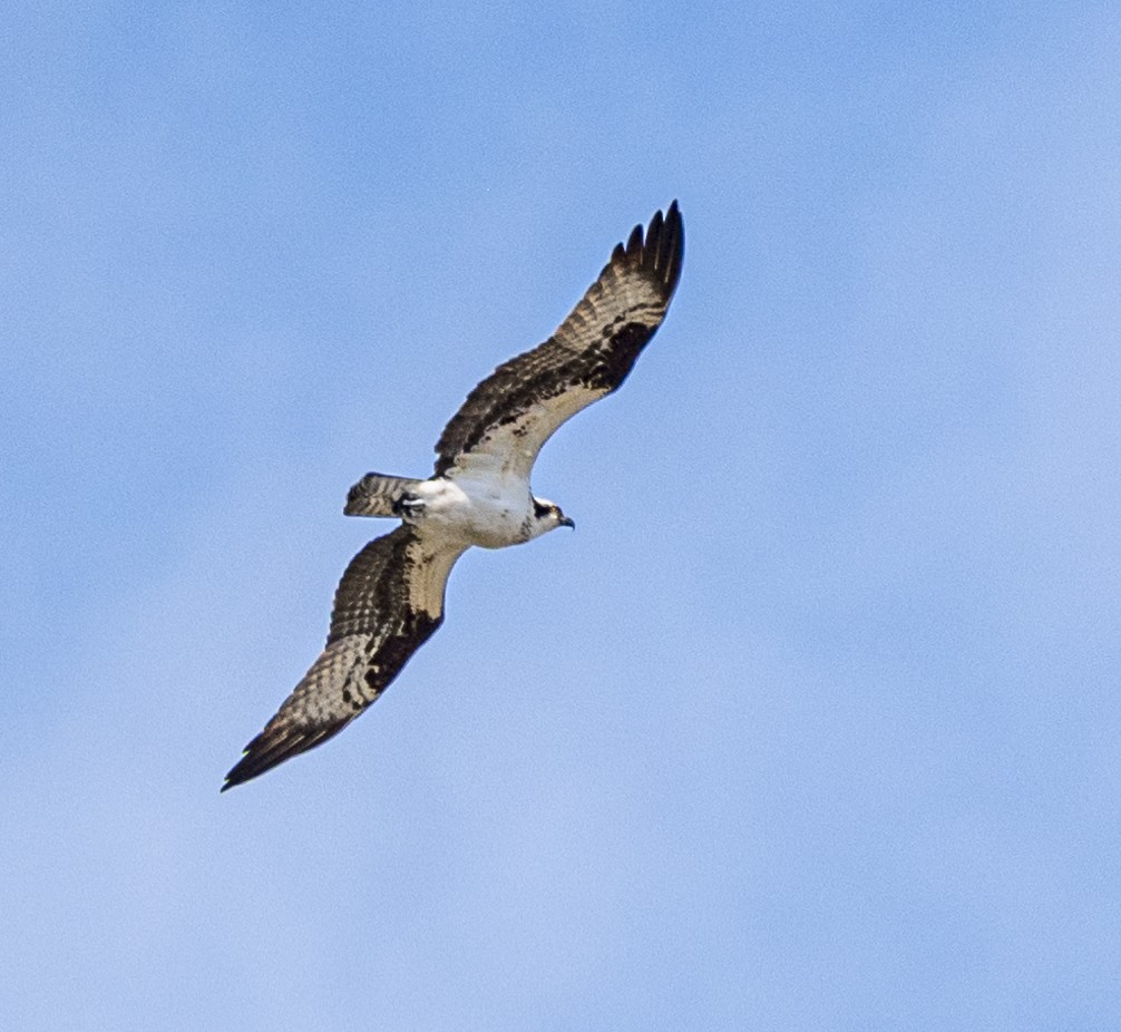 Osprey - David Campbell