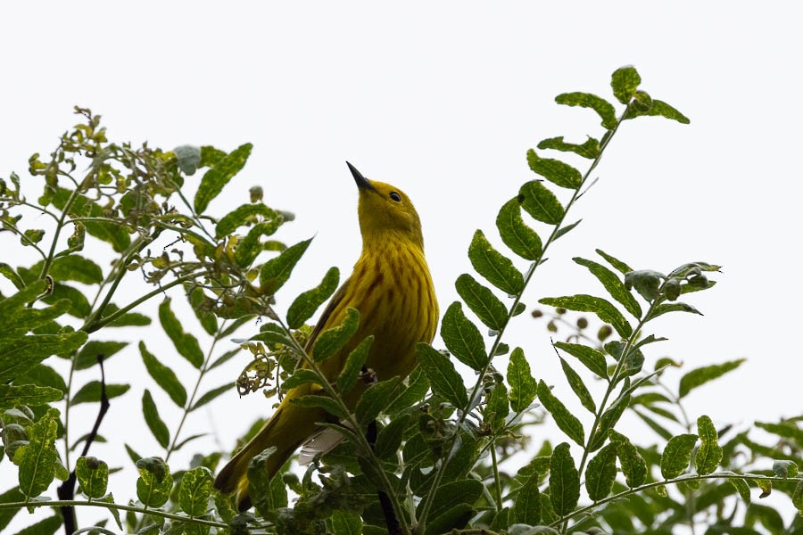 Yellow Warbler - ML619403773