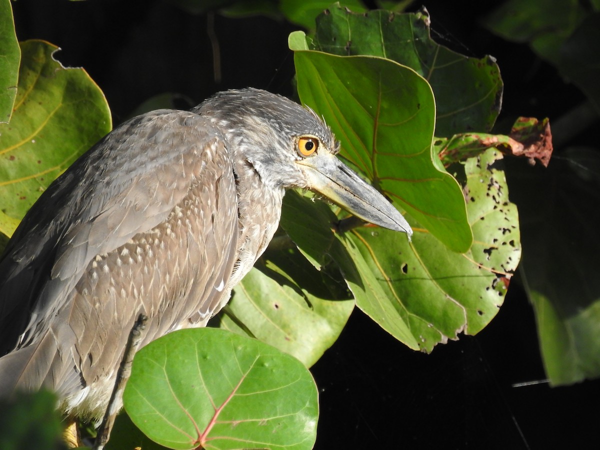 Yellow-crowned Night Heron - Coral Avilés Santiago