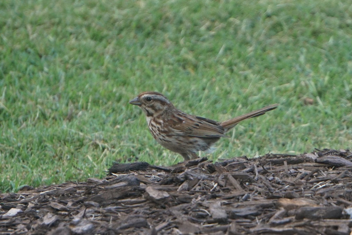 Song Sparrow - Mark Songer