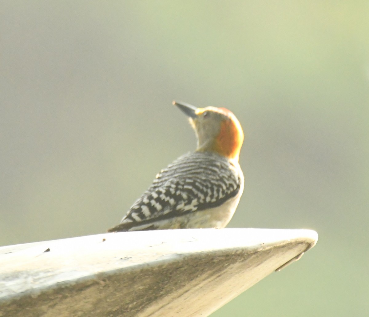 Golden-fronted Woodpecker - Leonardo Guzmán (Kingfisher Birdwatching Nuevo León)