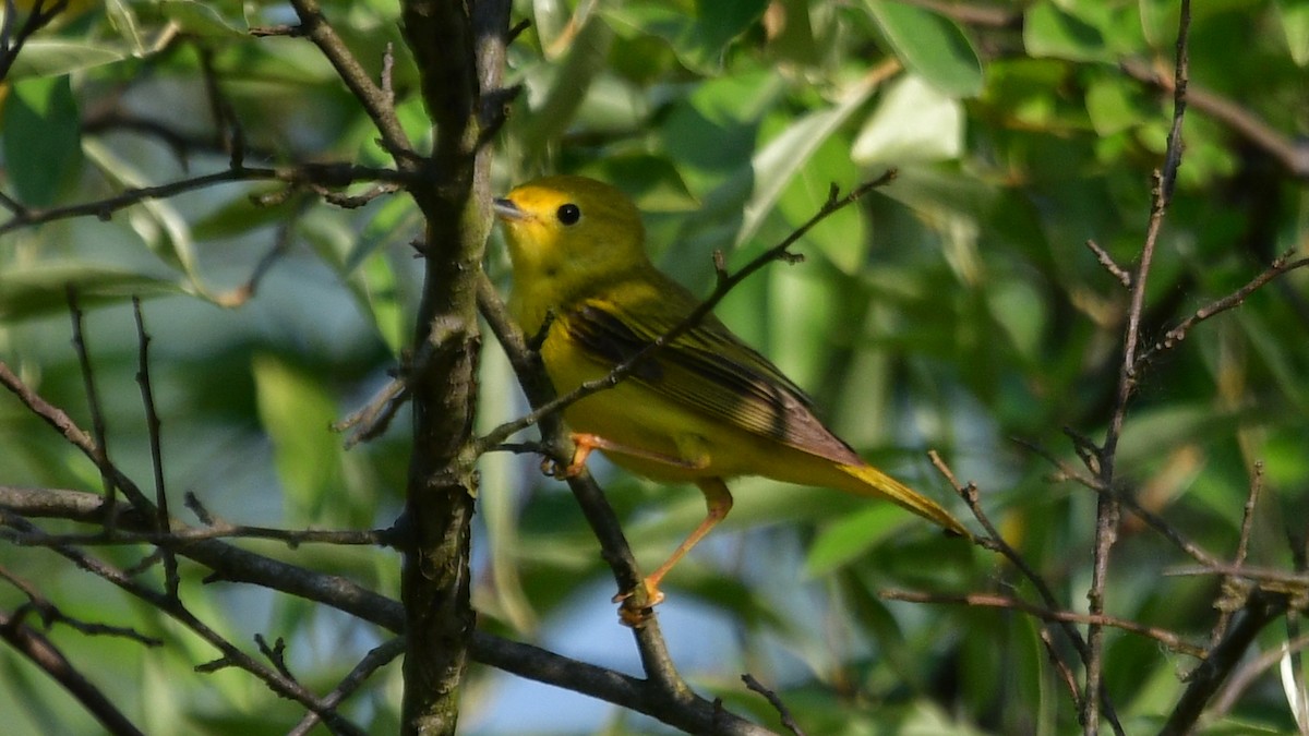 Yellow Warbler - Carl Winstead