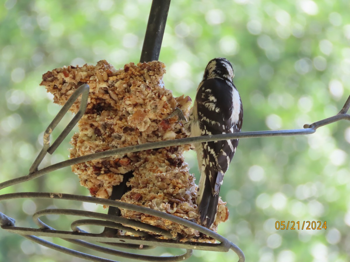 Downy Woodpecker - Susan Leake