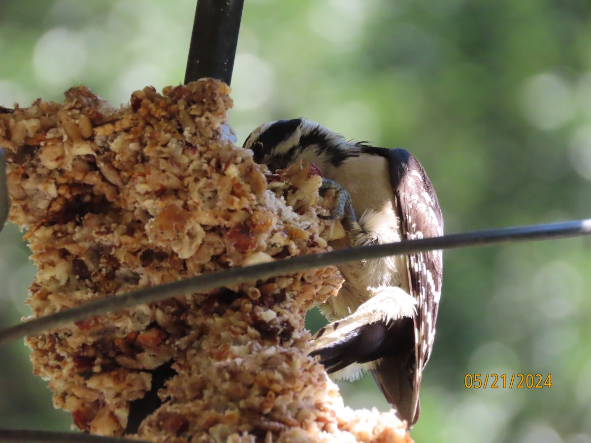 Downy Woodpecker - Susan Leake