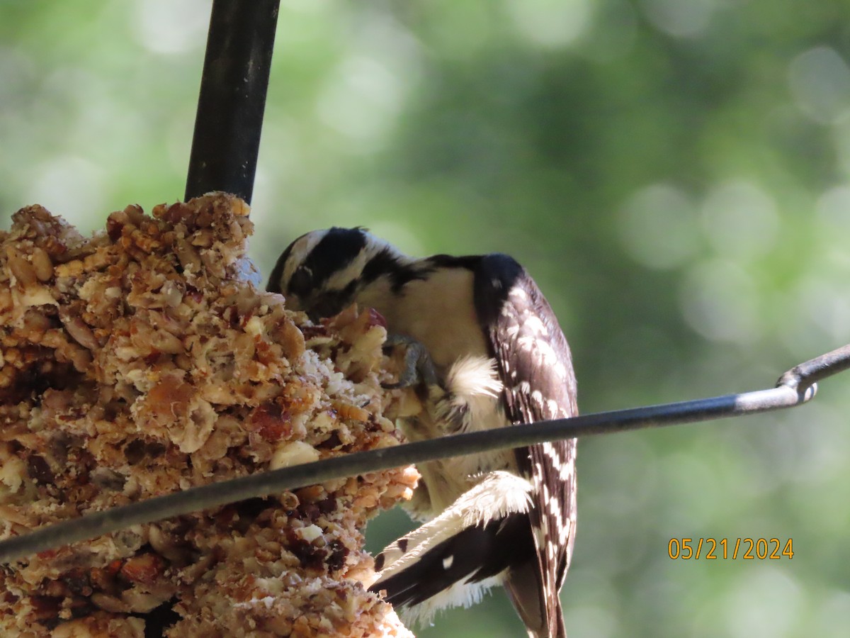 Downy Woodpecker - Susan Leake