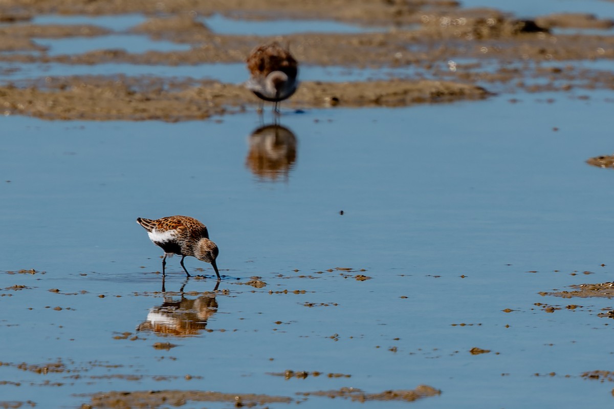 Sanderling - lucien ABAH