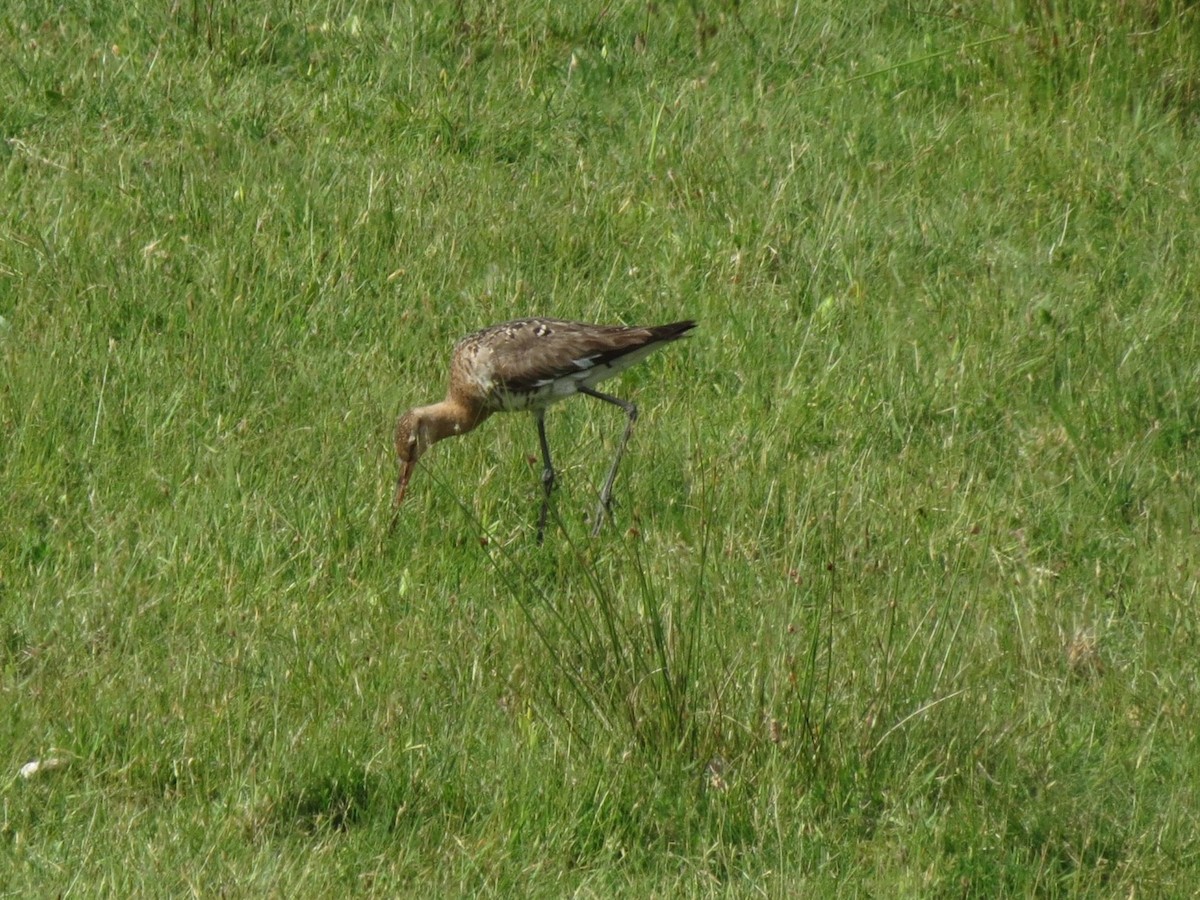 Black-tailed Godwit - Martin Weyhe