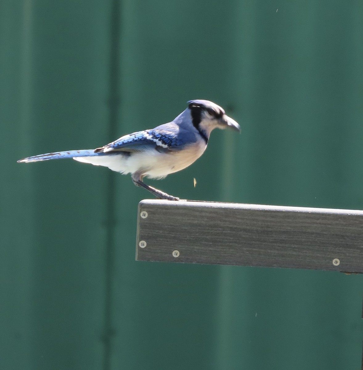 Blue Jay - Susan Leake