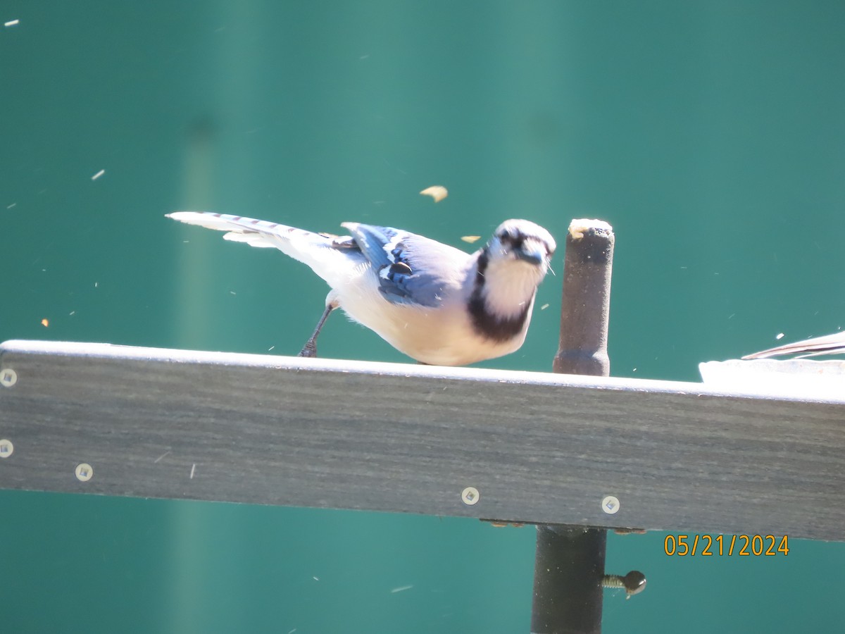 Blue Jay - Susan Leake