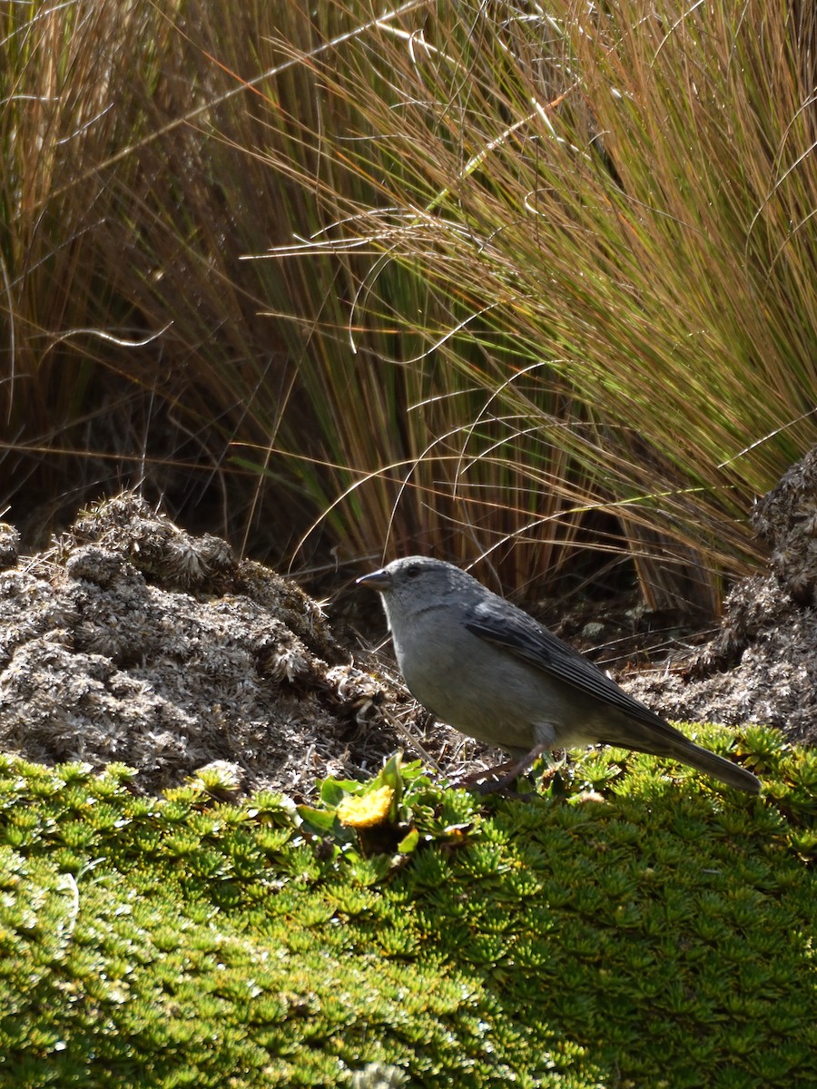 Plumbeous Sierra Finch - Sebastián Vizcarra