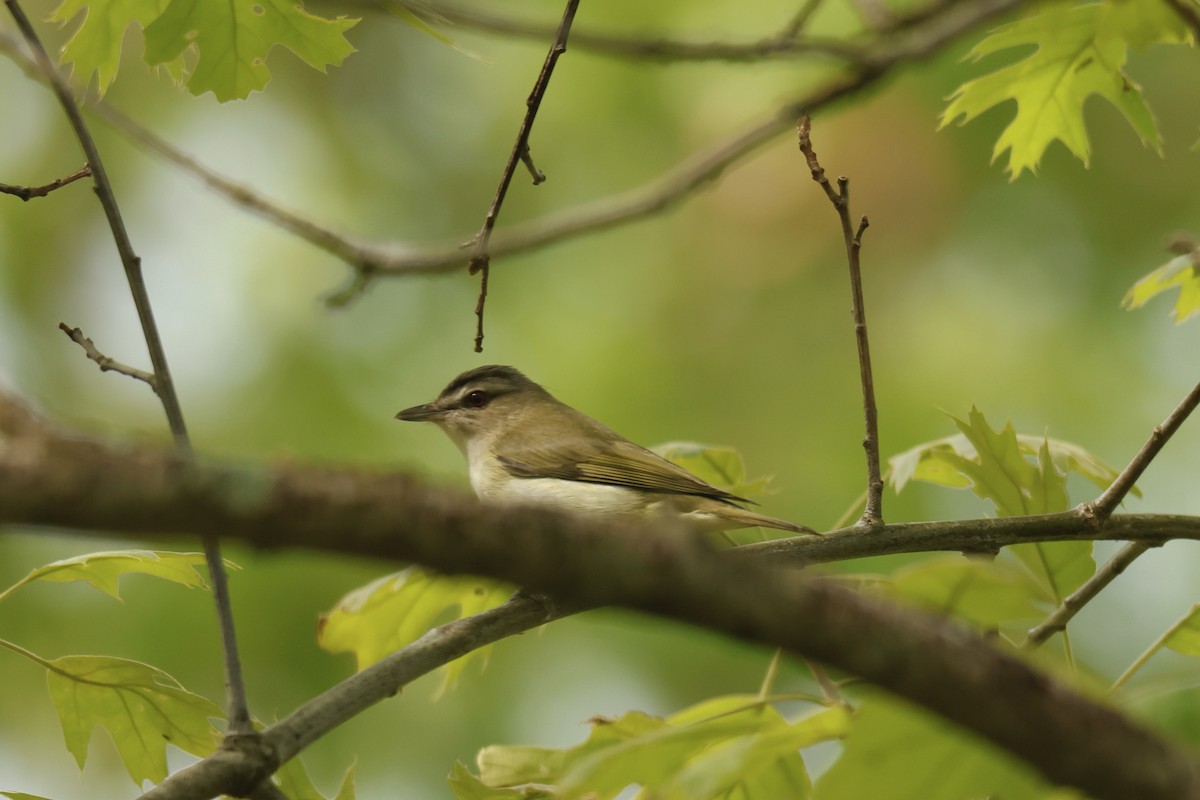 Red-eyed Vireo - Louis Sharp