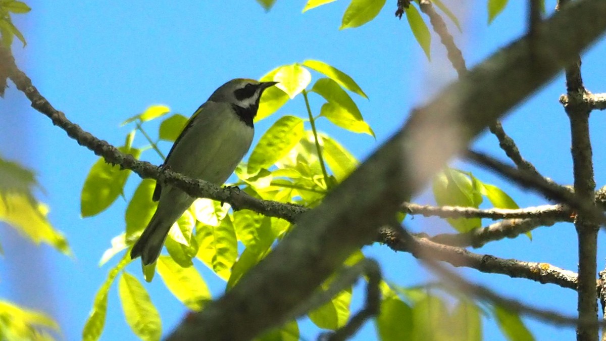 Golden-winged Warbler - Ken MacDonald