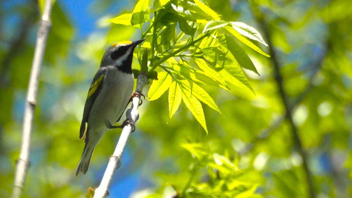 Golden-winged Warbler - Ken MacDonald