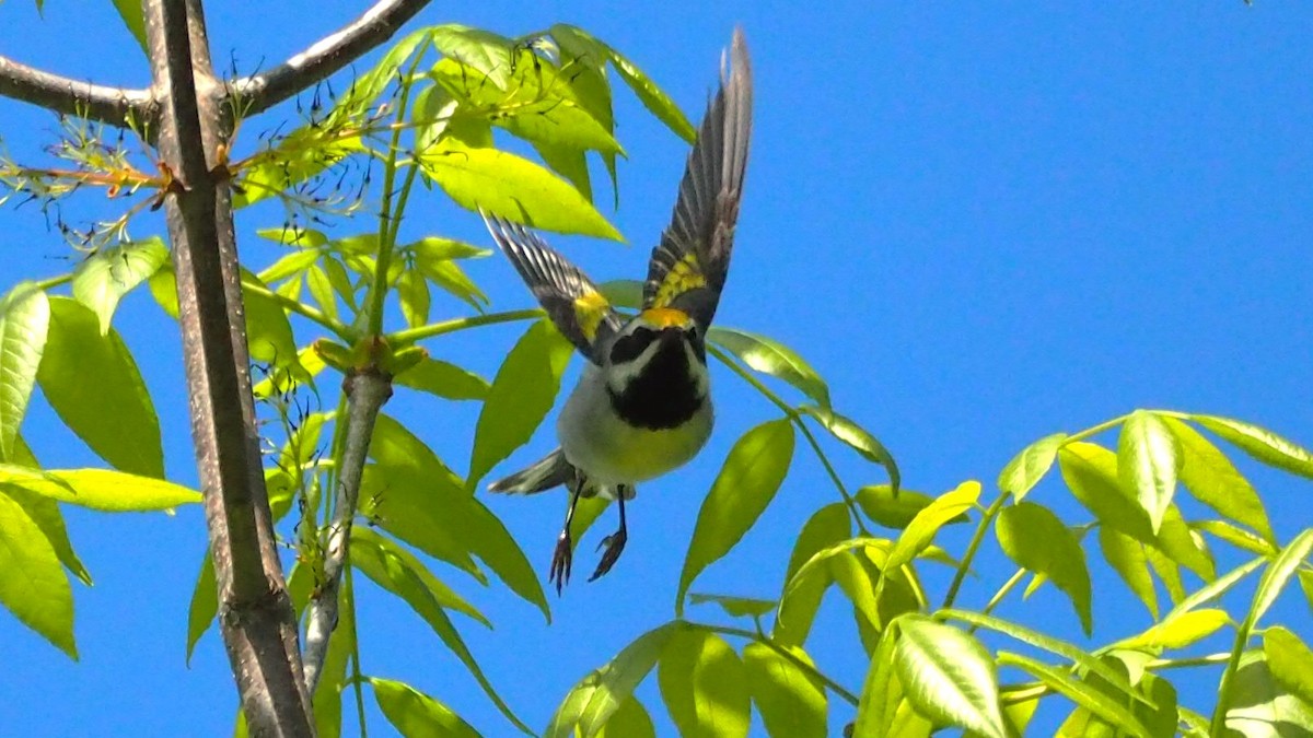 Golden-winged Warbler - Ken MacDonald